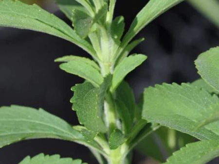 West Coast Seeds - Organic Stevia Sugar Plant Online now