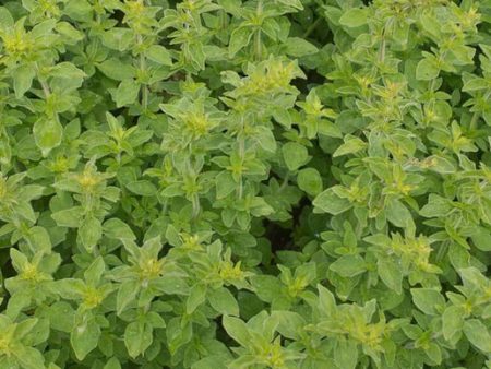 West Coast Seeds - Organic Greek Oregano Hot on Sale