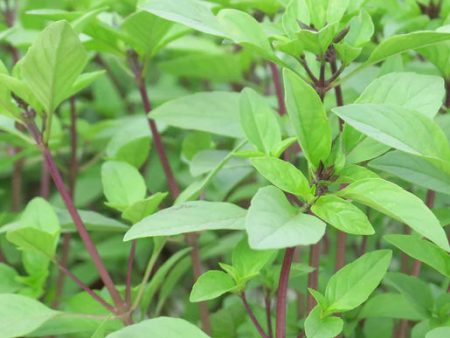 West Coast Seeds - Organic Sweet Thai Basil Online Sale