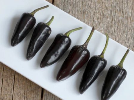 West Coast Seeds - Organic Hungarian Black Pepper Hot on Sale