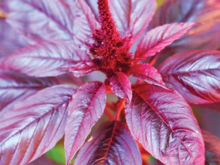 West Coast Seeds - Organic Hopi Red Dye Sale