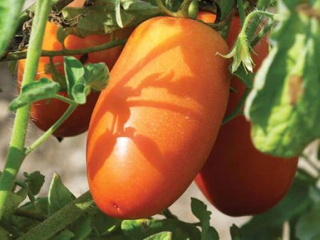 West Coast Seeds - Organic San Marzano Lampadina 2 Supply