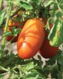 West Coast Seeds - Organic San Marzano Lampadina 2 Supply