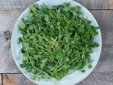 Cookstown Greens - Organic Pea Shoots, 100g Online Sale