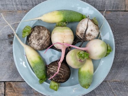 Cookstown Greens - Organic Mixed Radishes, 1Lb on Sale