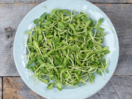 Cookstown Greens - Organic Sunflower Microgreens, 100g Hot on Sale