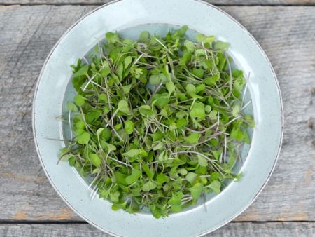 Cookstown Greens - Organic Kale Microgreens, 75g Sale