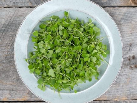 Cookstown Greens - Organic Arugula Microgreens, 75g Online