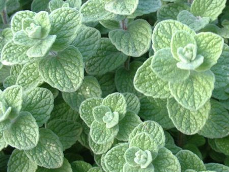 West Coast Seeds - Organic Zaatar Oregano Online Hot Sale