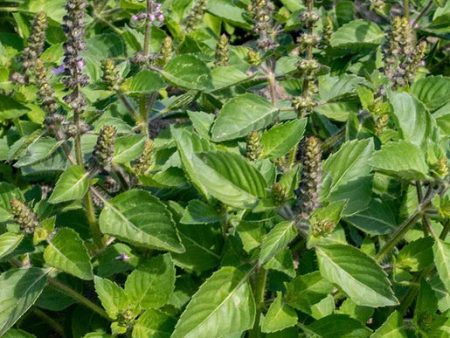 West Coast Seeds - Organic Holy Basil Sale