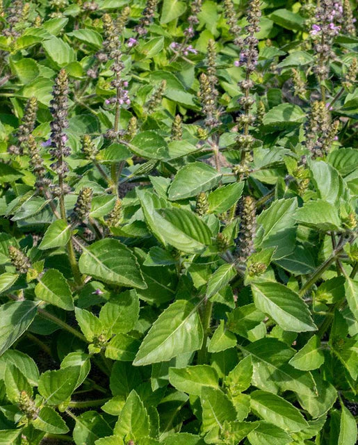 West Coast Seeds - Organic Holy Basil Sale