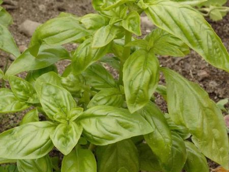 West Coast Seeds - Organic Genovese For Cheap