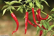 Freeman Herbs - Cayenne Pepper 4.5  Plant For Discount